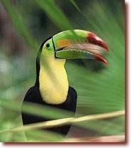 toucan2